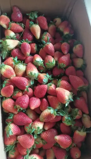 [FRS-001] Fresas 